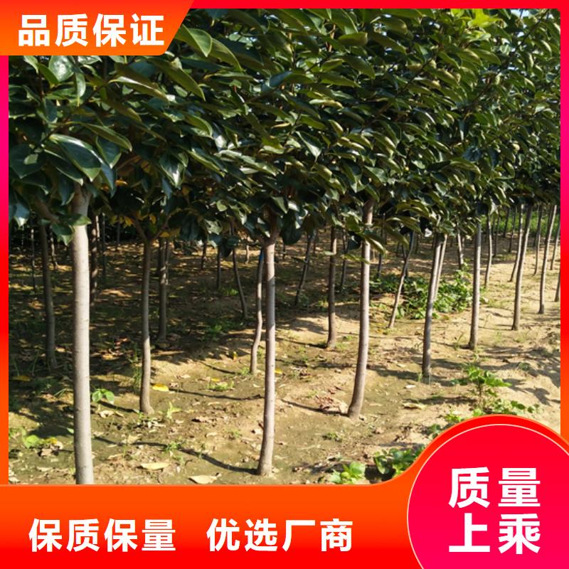 柿子,樱桃苗源厂直接供货