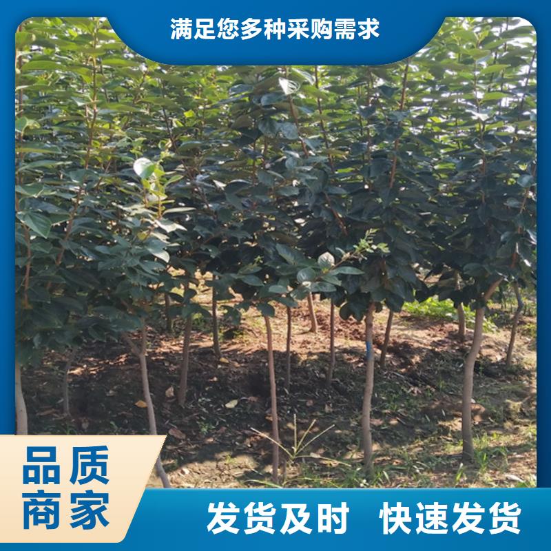 柿子,梨树苗交货准时