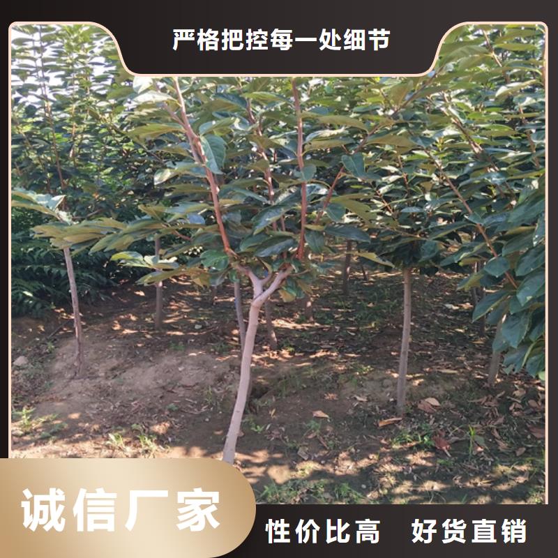 水果柿子苗批发价格/轩园园艺场