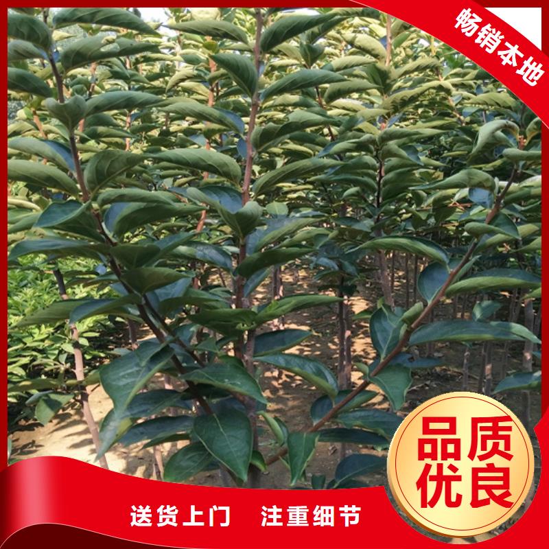 柿子,樱桃苗源厂直接供货