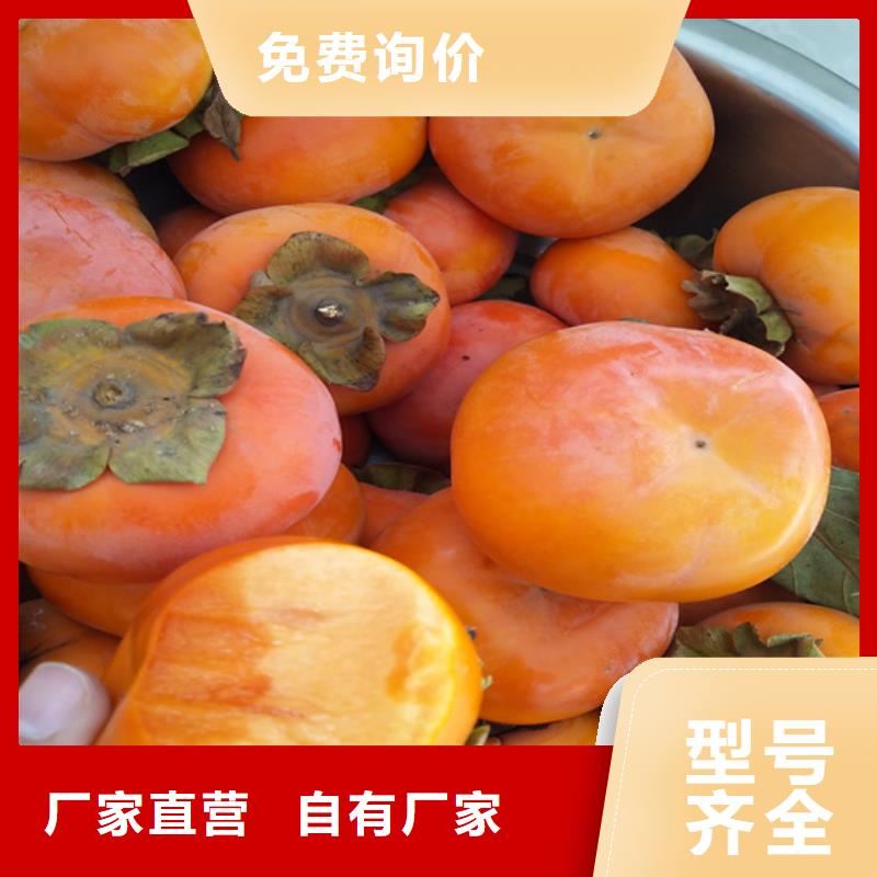 柿子石榴树品质做服务