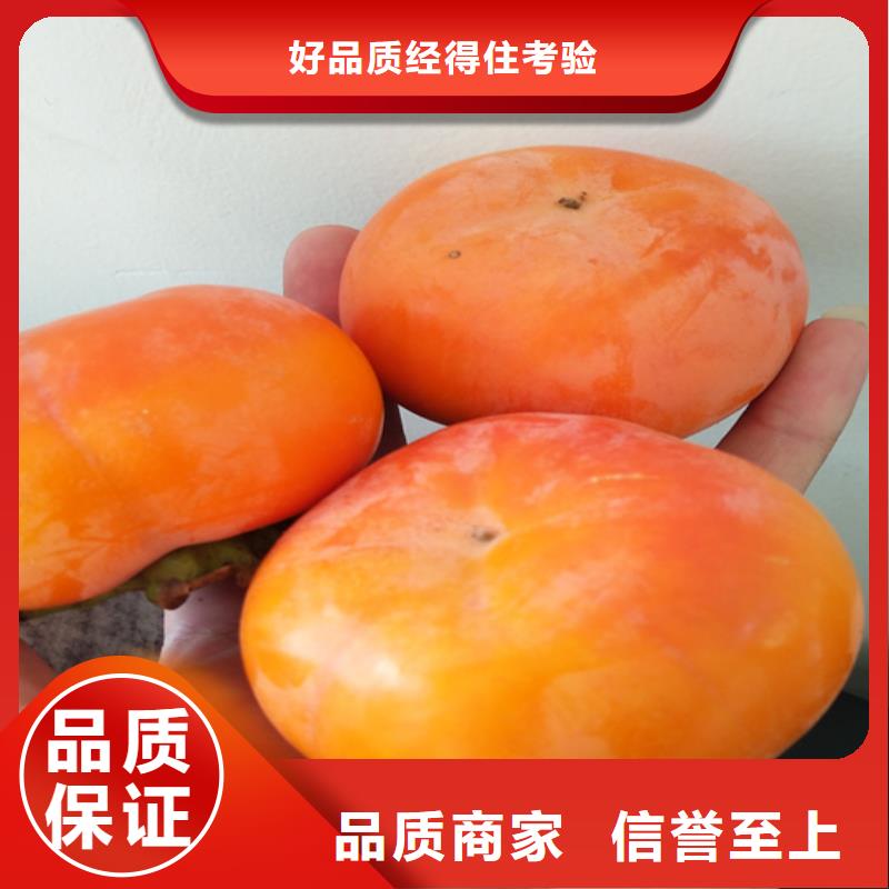 柿子石榴树品质做服务