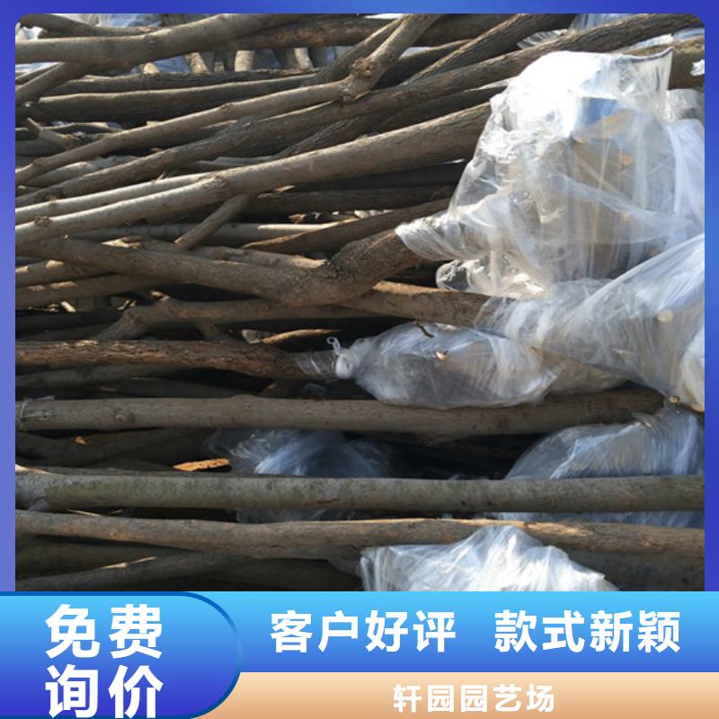 柿子石榴树品质做服务