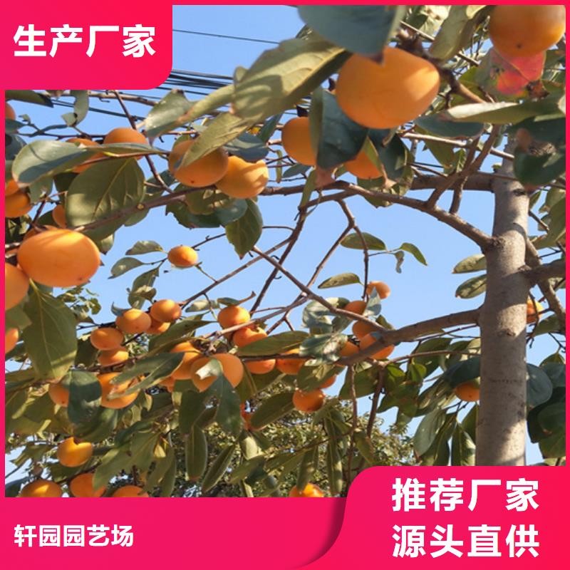黑柿子苗批发价格
