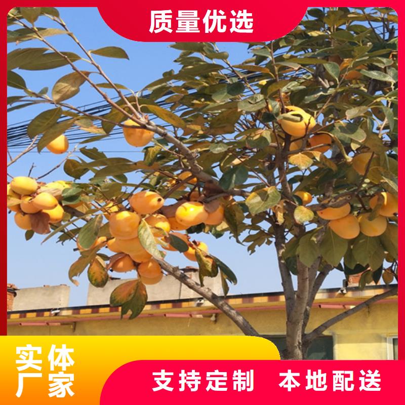 柿子石榴树品质做服务