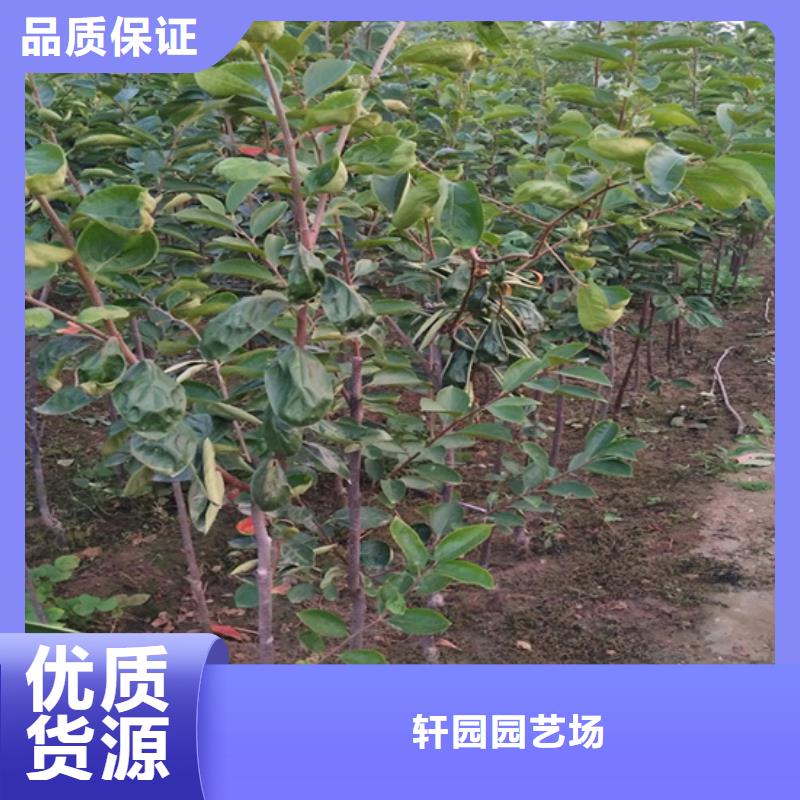 柿子,梨树苗交货准时