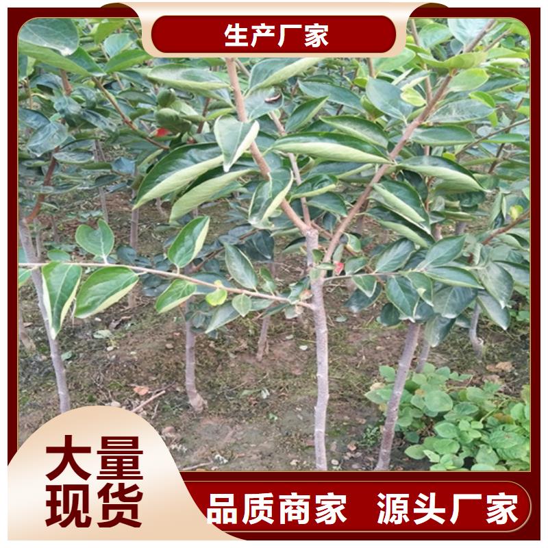 黑柿子苗批发价格