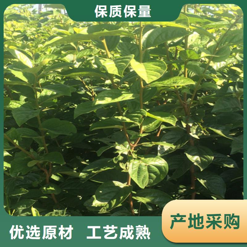 柿子石榴树品质做服务