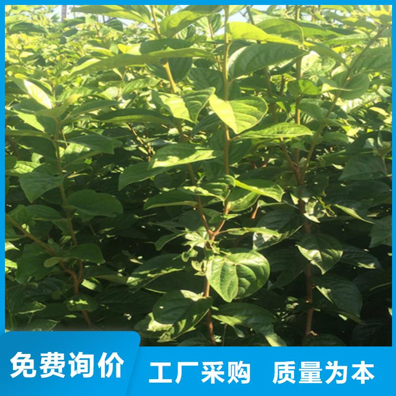黑柿子苗批发价格