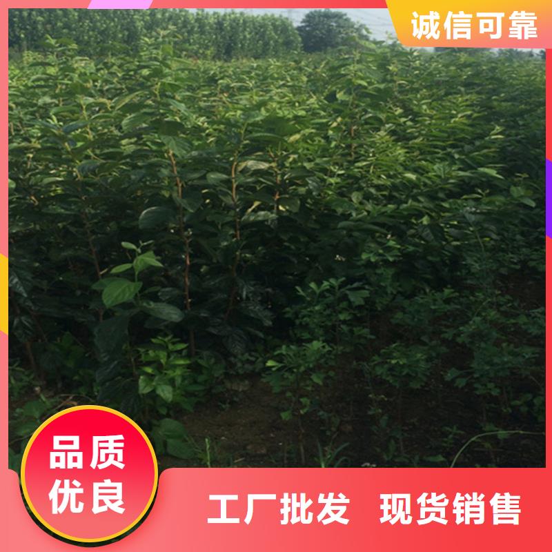 巧克力柿子苗大棚种植/轩园园艺场
