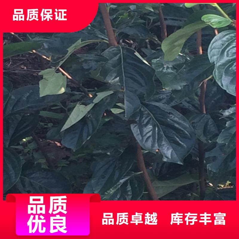 柿子,梨树苗交货准时