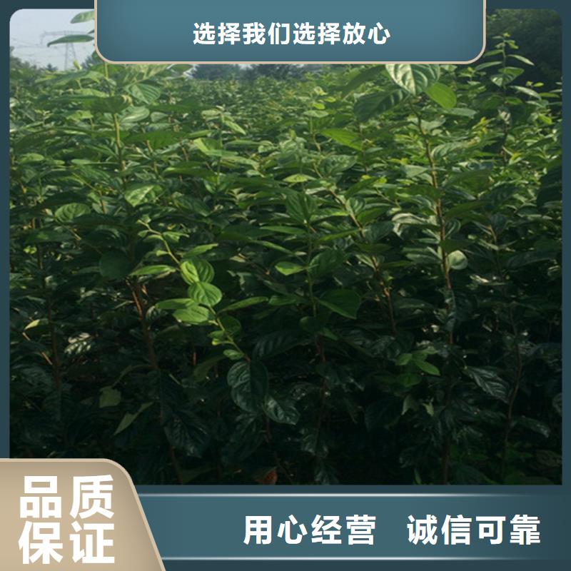 黑柿子苗批发价格