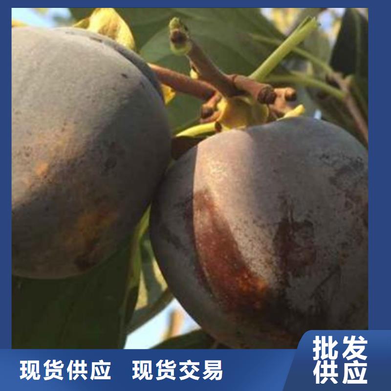 水果柿子苗批发价格/轩园园艺场