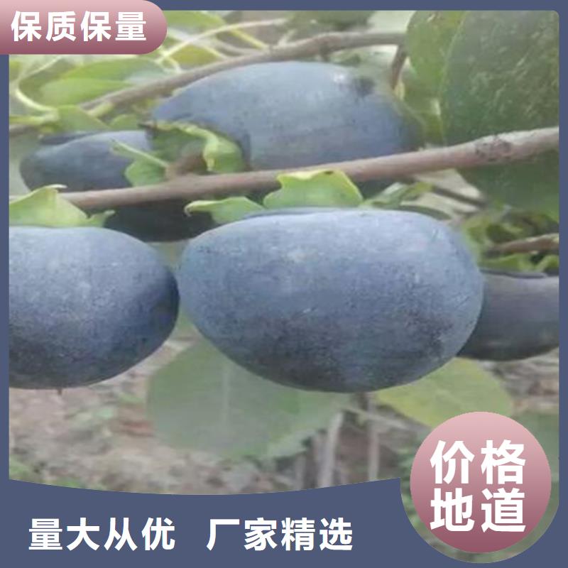 柿子【樱桃苗】厂家货源