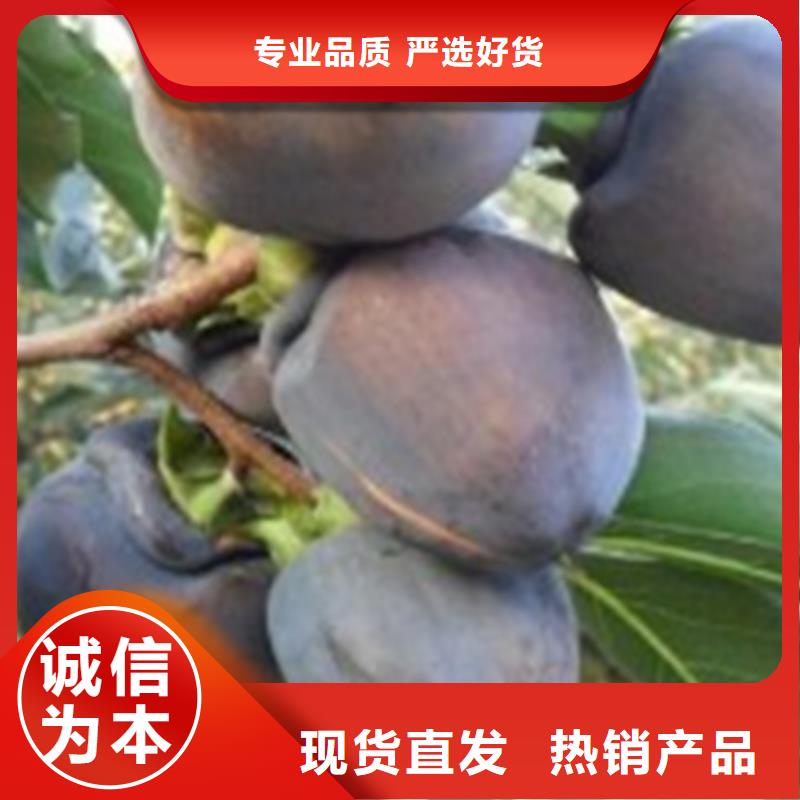 黑柿子苗批发价格