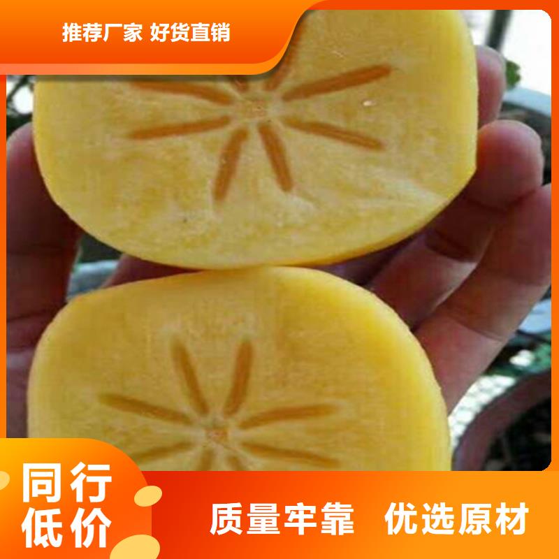 柿子桃树苗专注生产N年