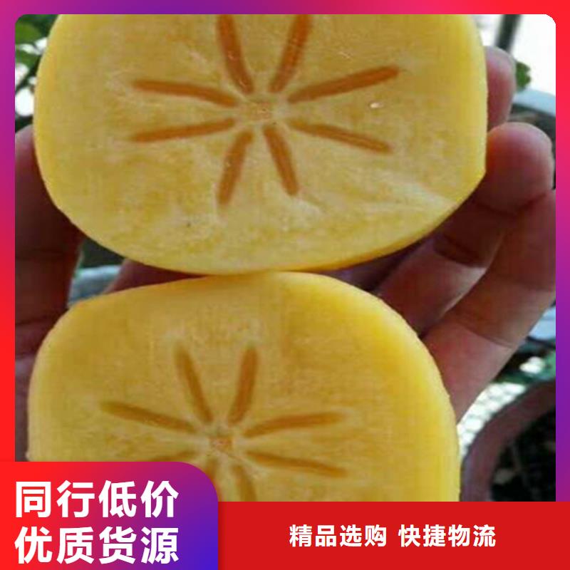 水果柿子苗批发价格/轩园园艺场