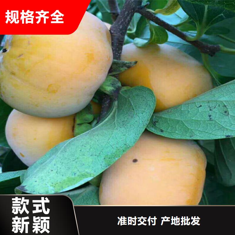 柿子【樱桃苗】厂家货源