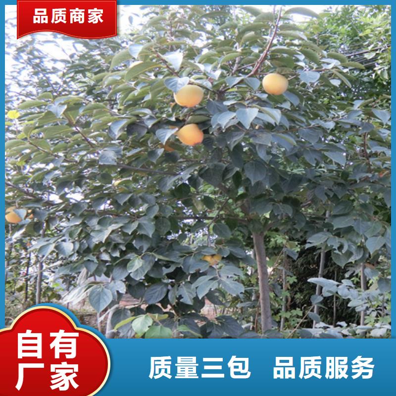 柿子,梨树苗交货准时