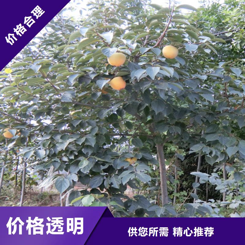 柿子桃树苗专注生产N年