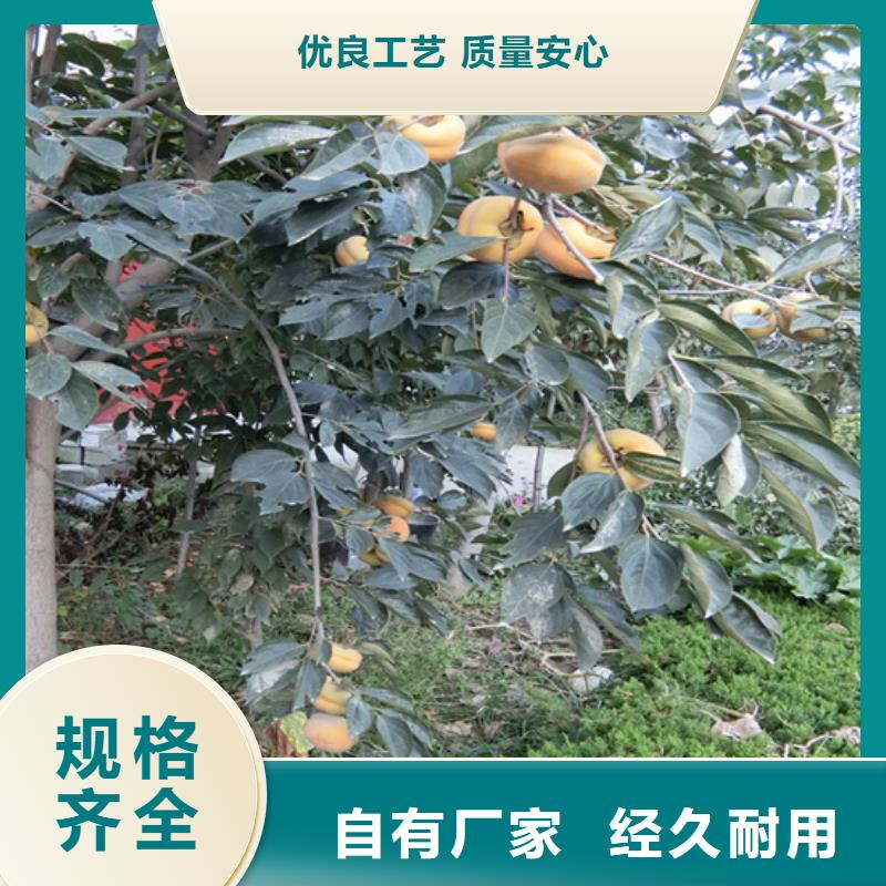 黑柿子苗批发价格