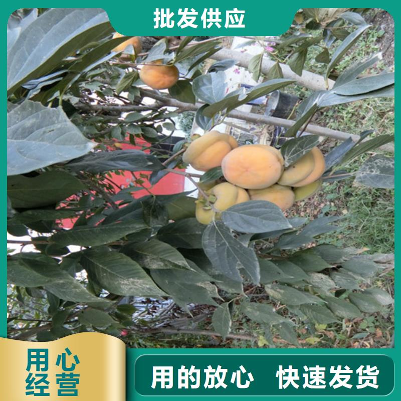 柿子苹果苗品质无所畏惧