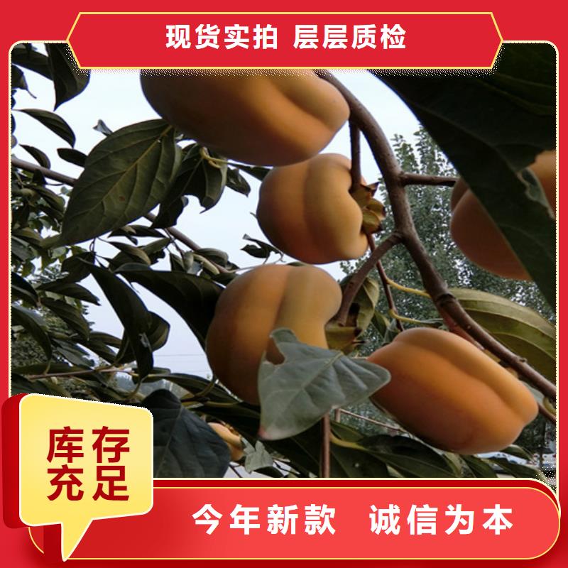 柿子樱桃苗工厂直供