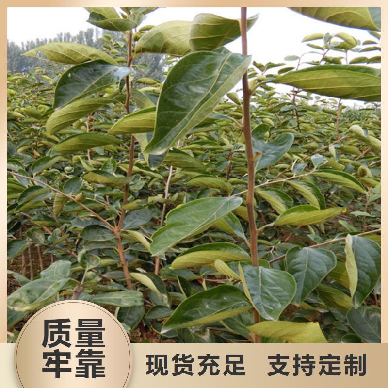 柿子石榴树品质做服务