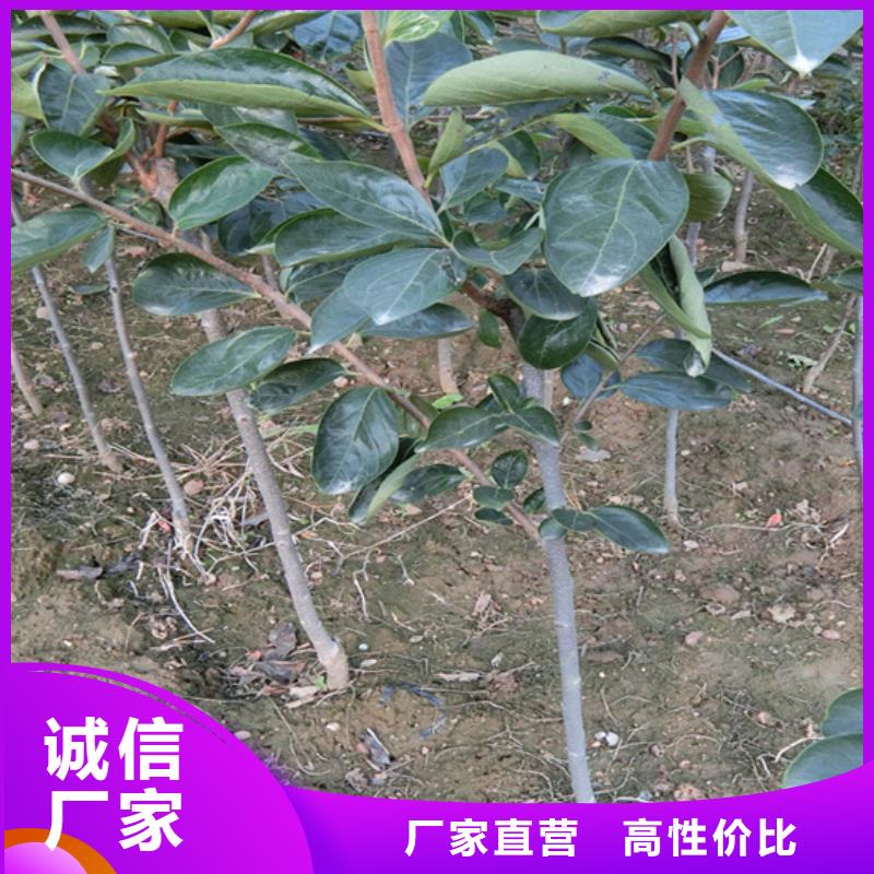 柿子石榴树品质做服务