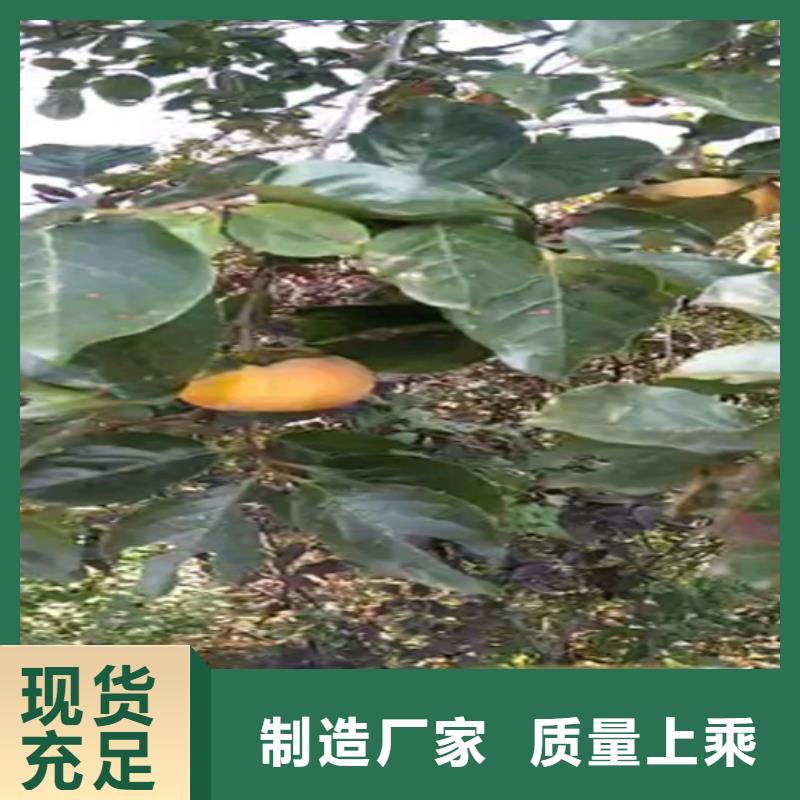 柿子石榴树品质做服务