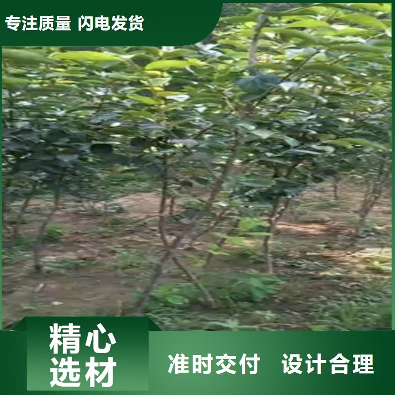 柿子,樱桃苗源厂直接供货