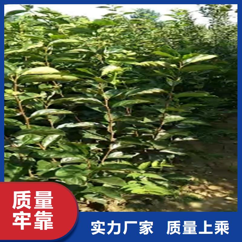 柿子石榴树品质做服务