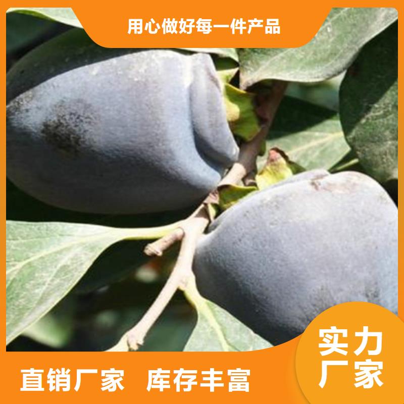 黑柿子苗批发价格