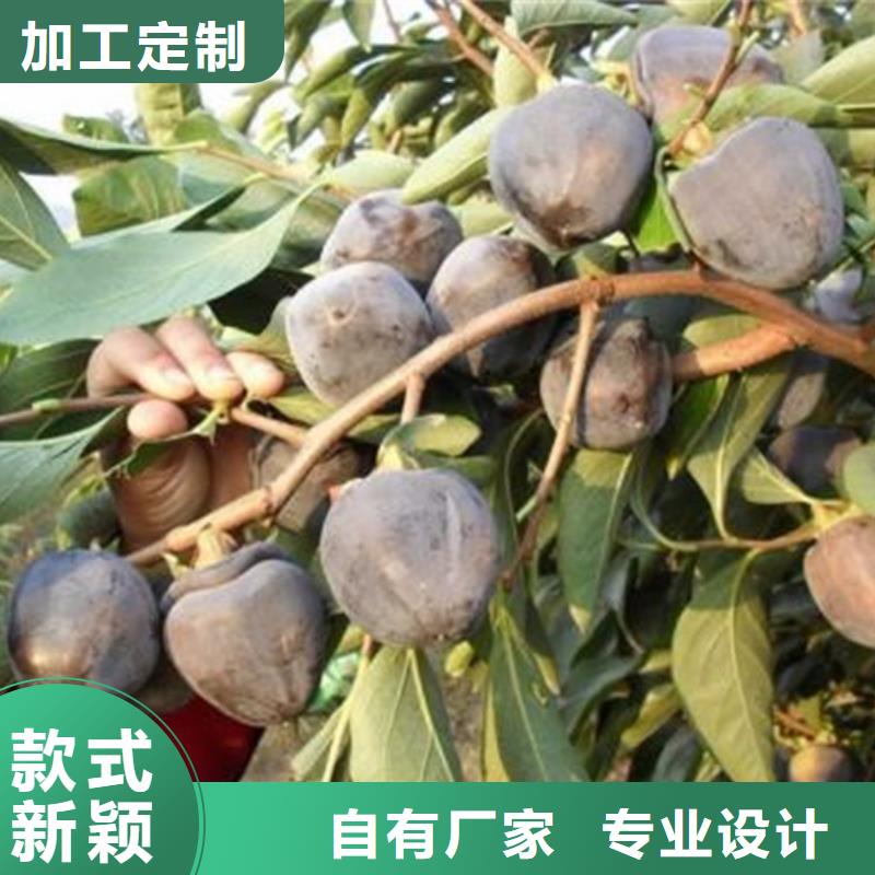 柿子石榴树品质做服务
