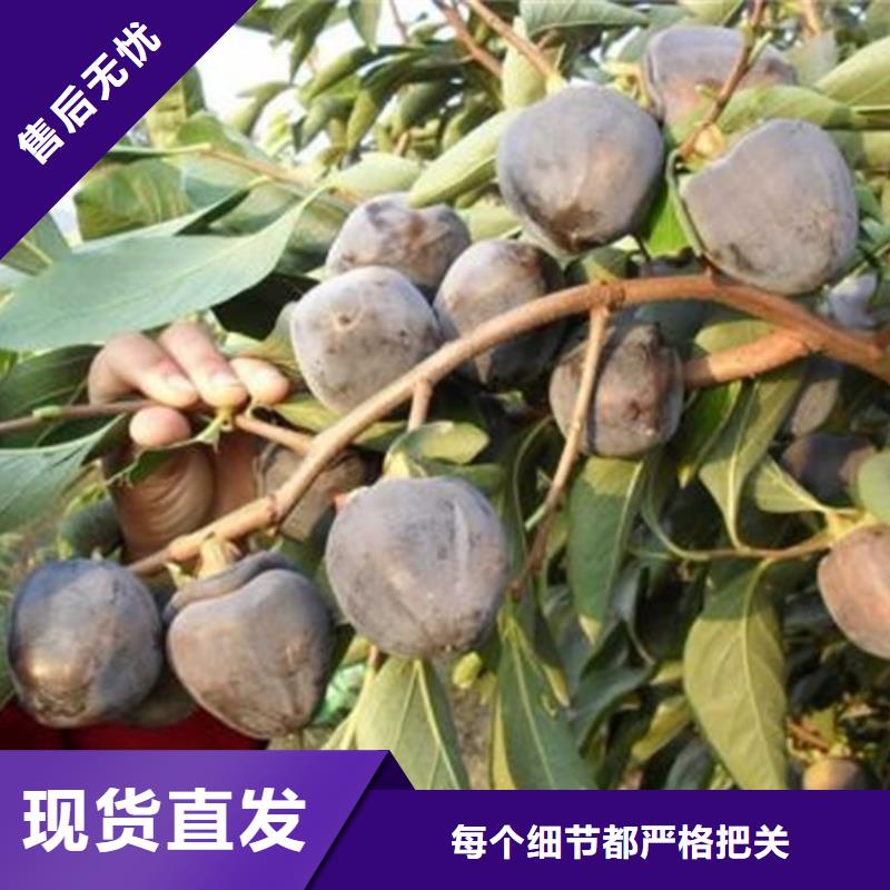 巧克力柿子苗大棚种植/轩园园艺场