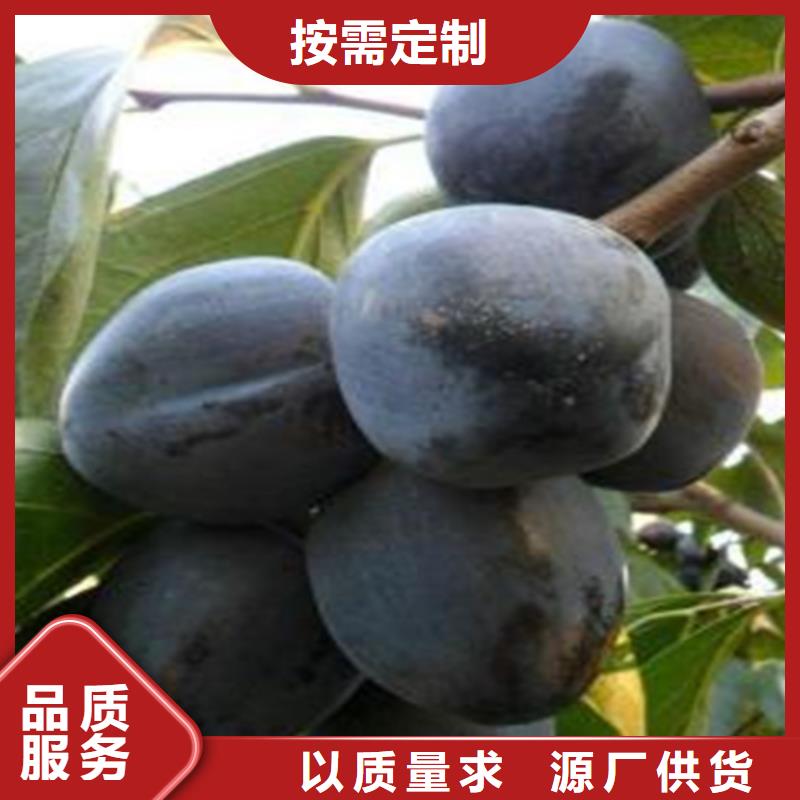 黑柿子苗批发价格
