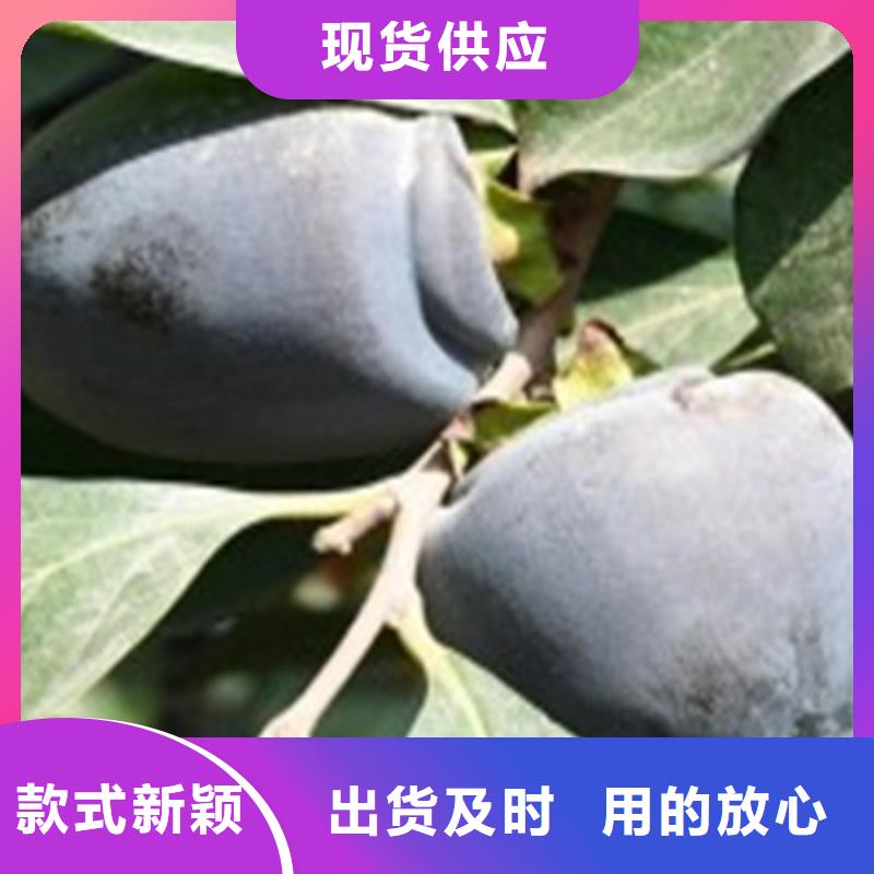 柿子石榴树品质做服务