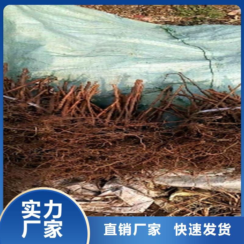树莓樱桃苗畅销当地