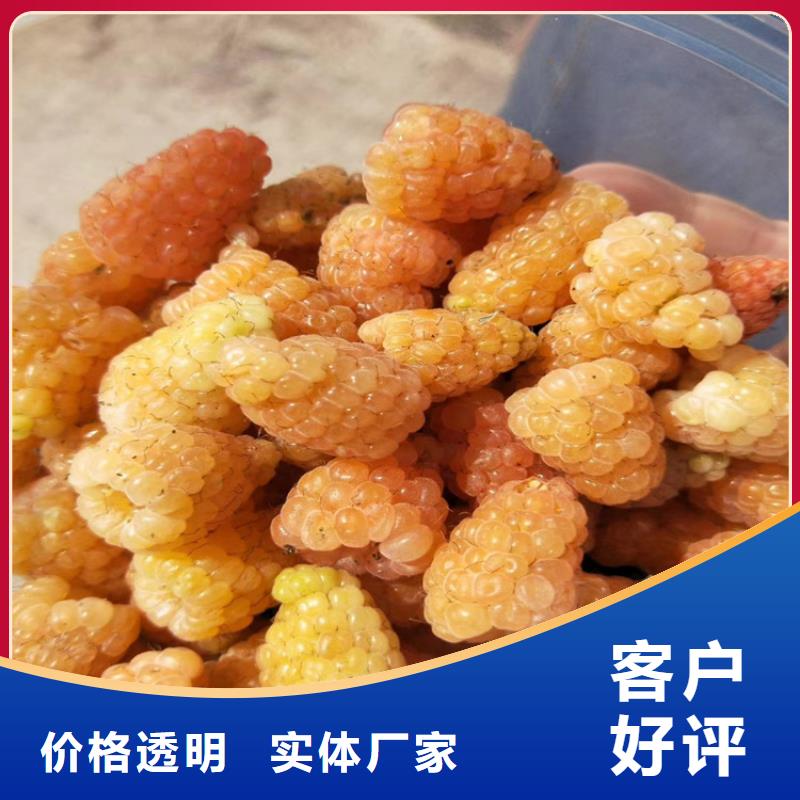 树莓樱桃苗畅销当地