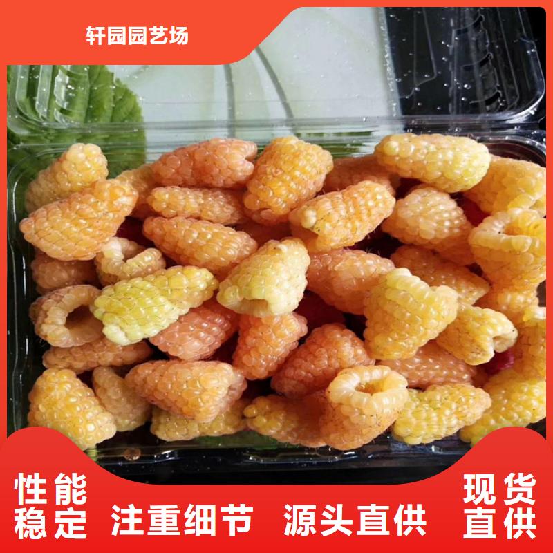 树莓_桃树苗品质保障价格合理