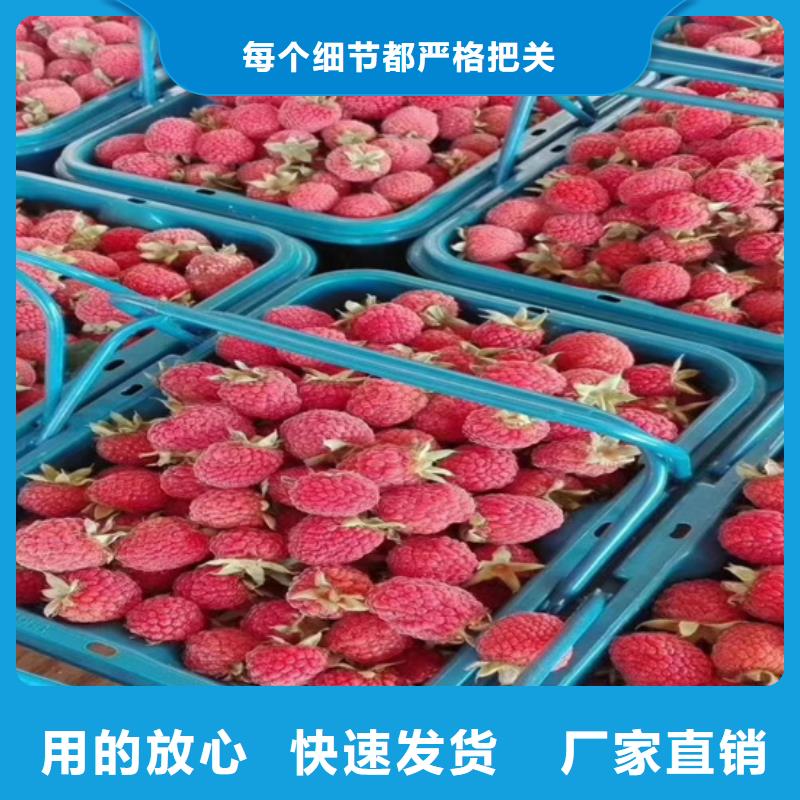 树莓樱桃苗畅销当地