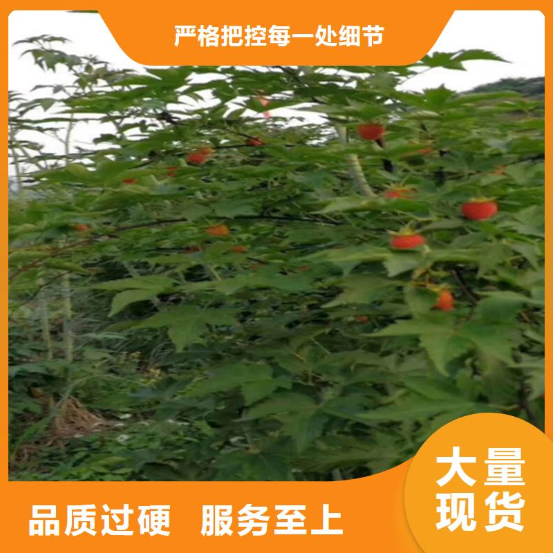 树莓桃树苗大量现货供应