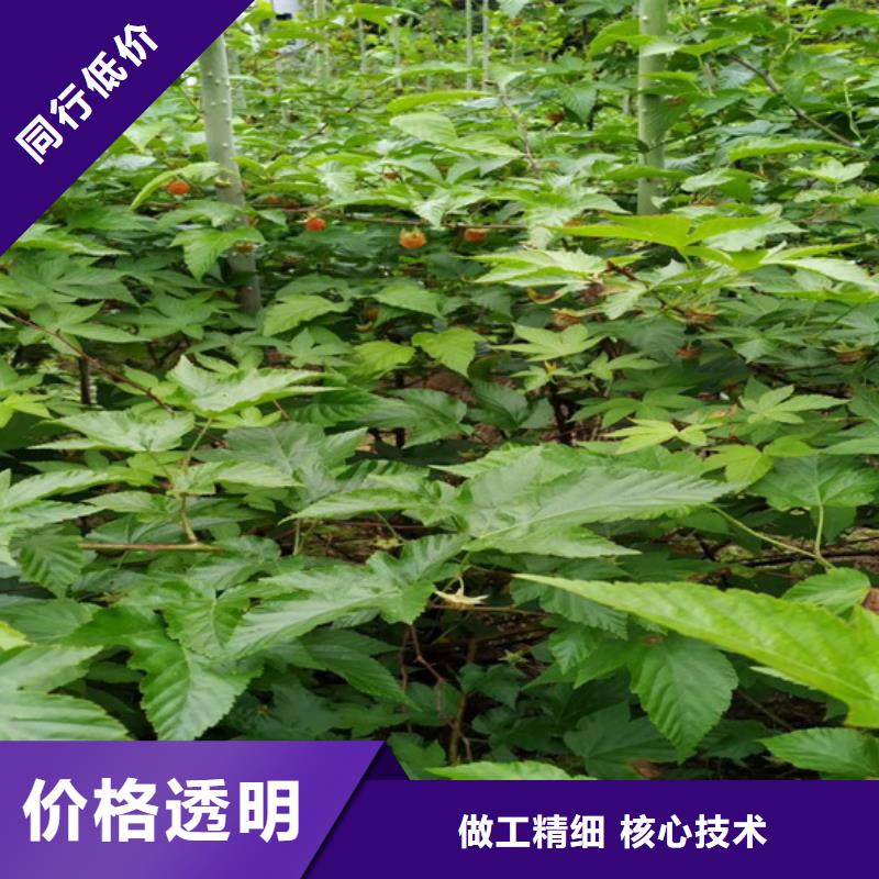 树莓石榴树一致好评产品