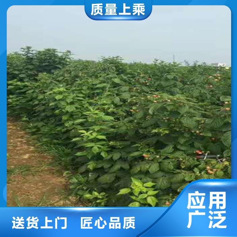 树莓苗根系发达