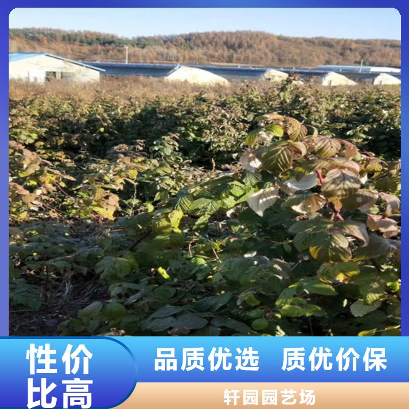 树莓樱桃苗畅销当地