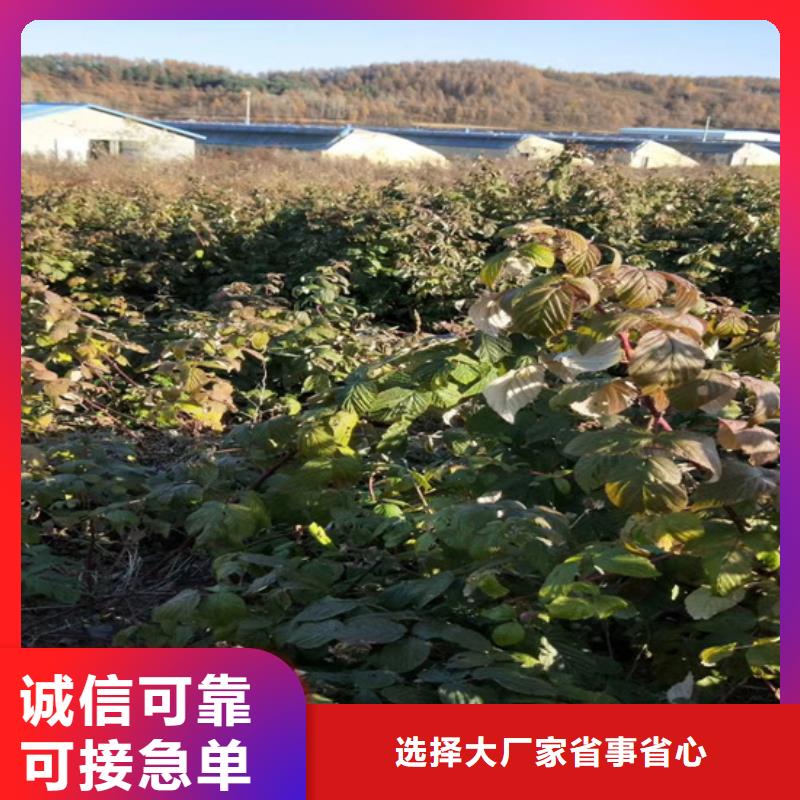 【树莓樱桃苗现货实拍】