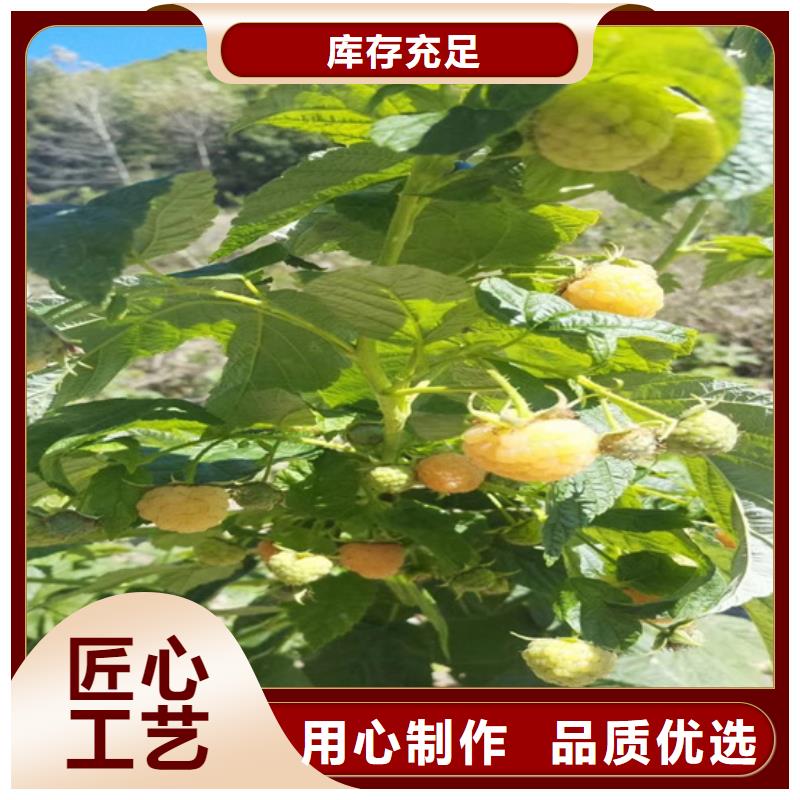 树莓石榴树一致好评产品