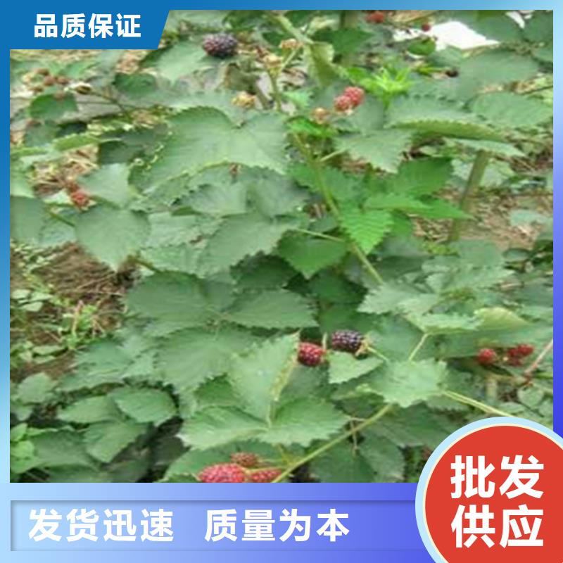 树莓石榴树一致好评产品
