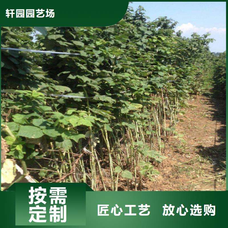 树莓桃树苗大量现货供应