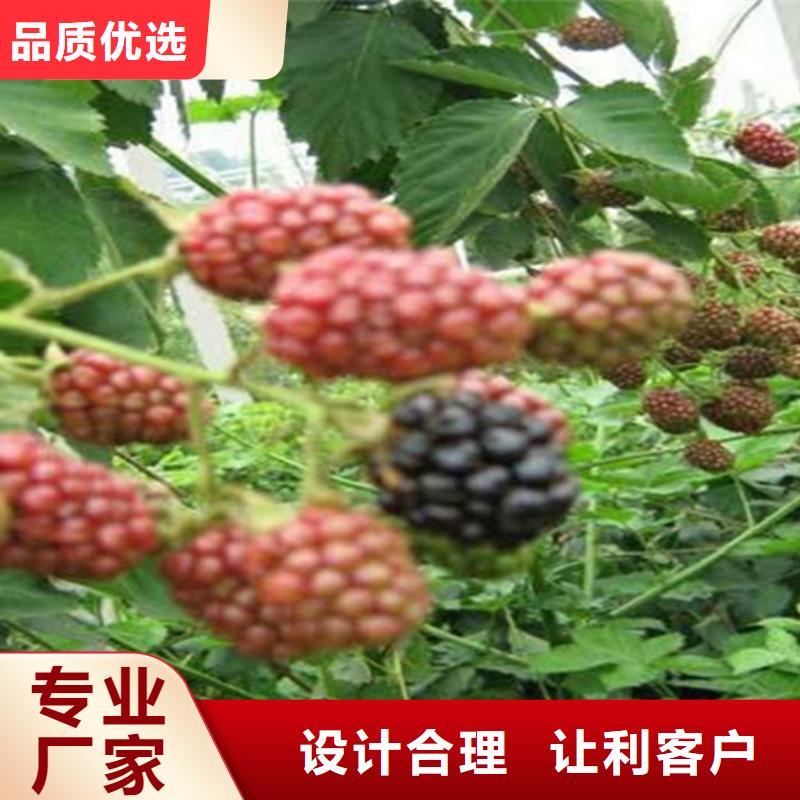 树莓樱桃苗畅销当地